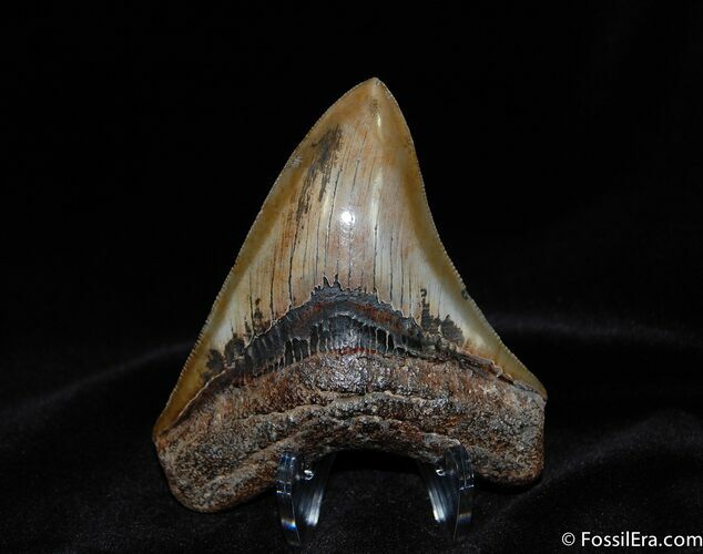 Inch Megalodon Tooth - Absolute Beauty #83